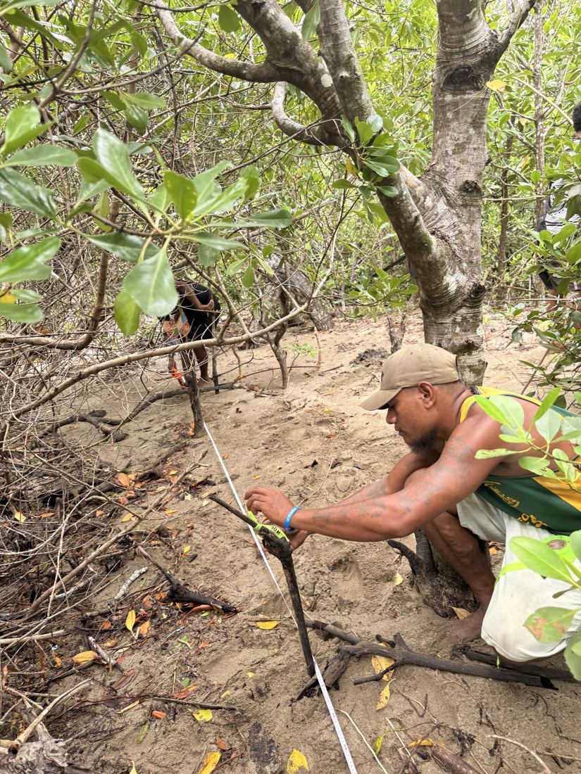 A team member measuring a mangrove tree along a transect tape