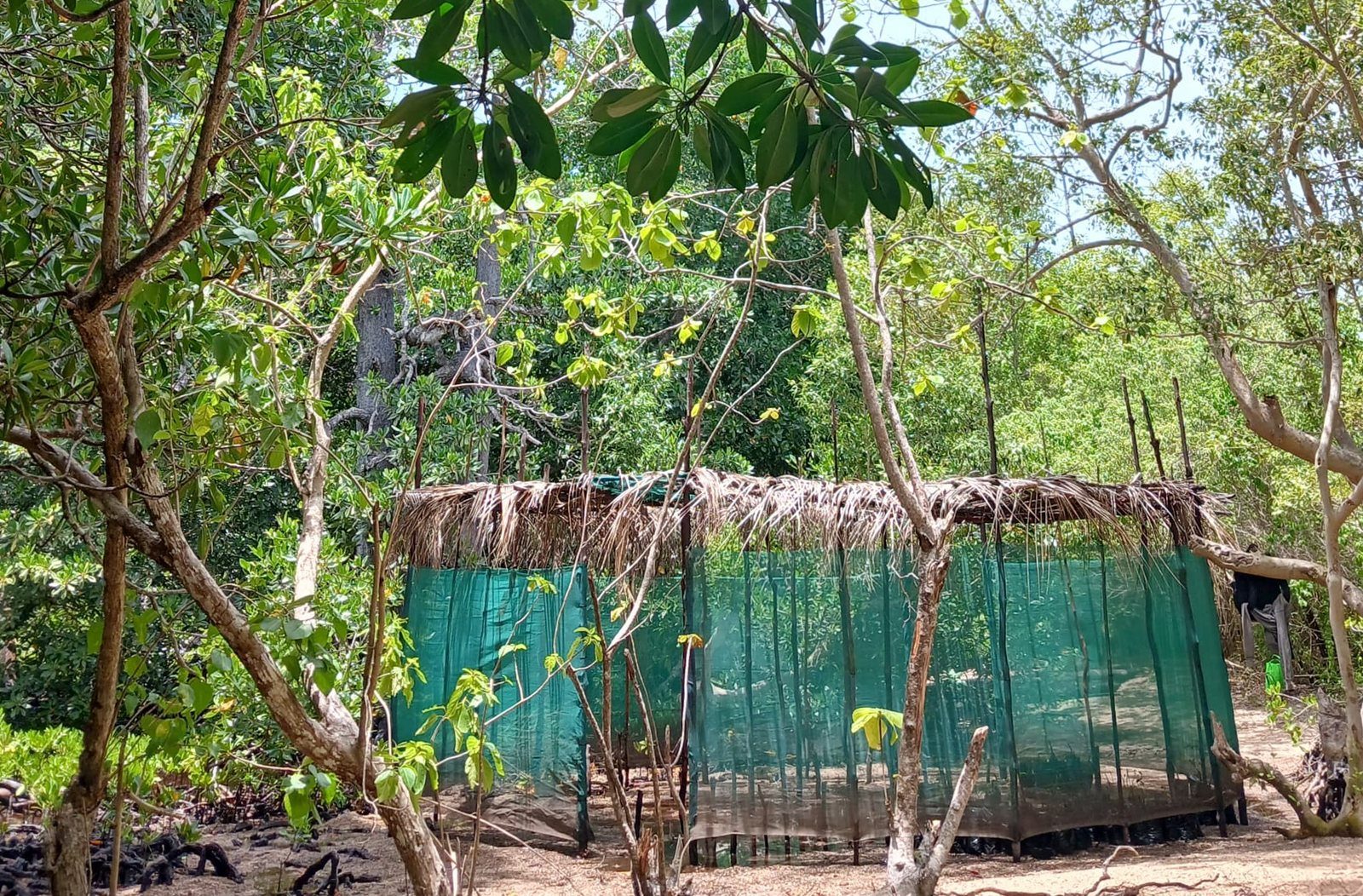 The Kohua Mangrove Nursery, a thatched shade house with green shade cloth, under the mangrove canopy
