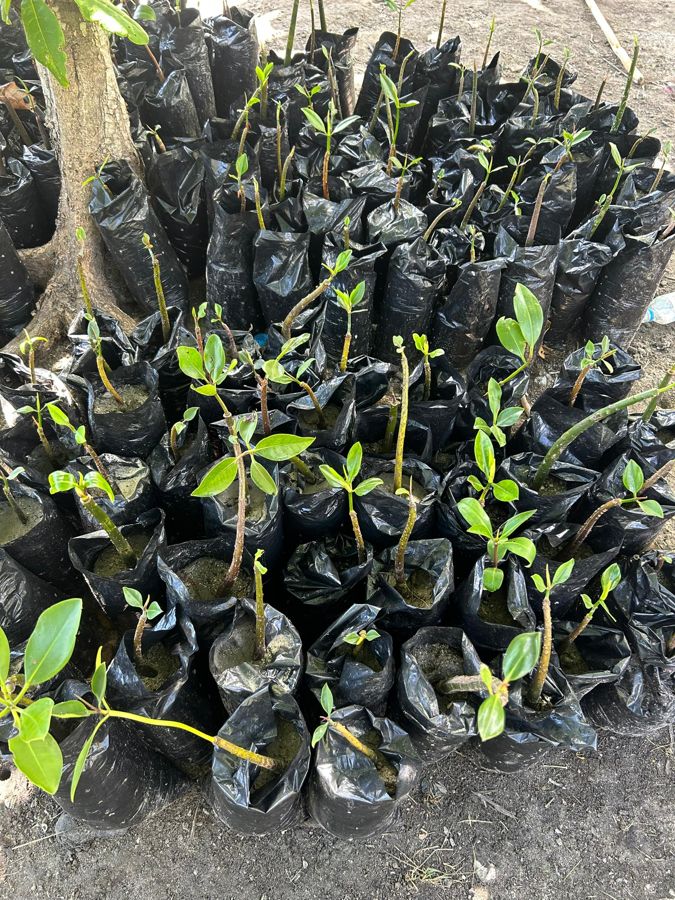 Rows of bagged mangrove seedlings ready for sale at the Kohua nursery