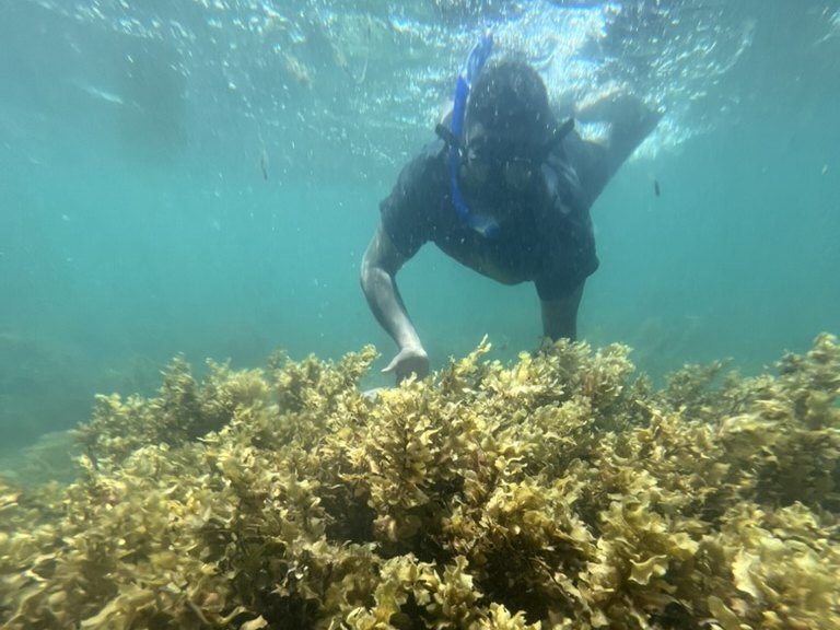 A snorkeller reaching down to a reef covered in brown seaweed